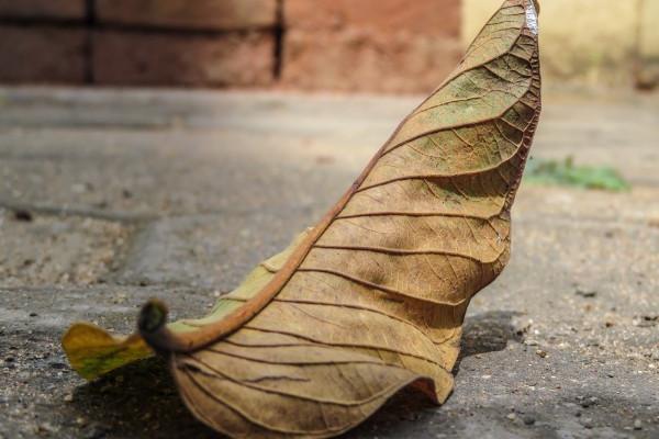 天秤座在2023年春节前后会遇到烂桃花吗 让你迷失自我