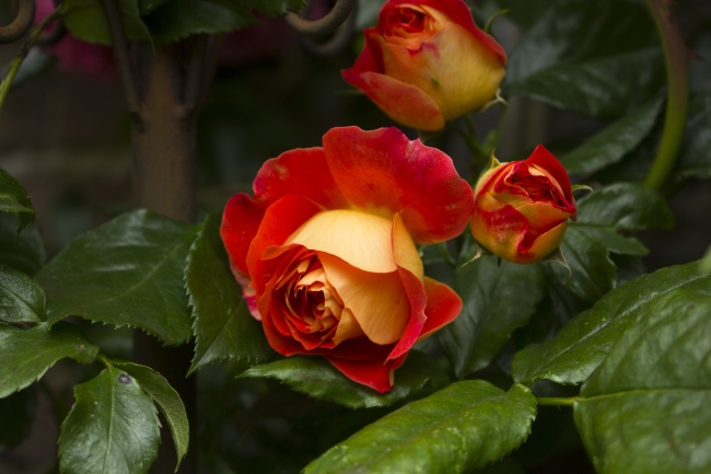 房屋设计公司取名 高端室内设计公司取名字