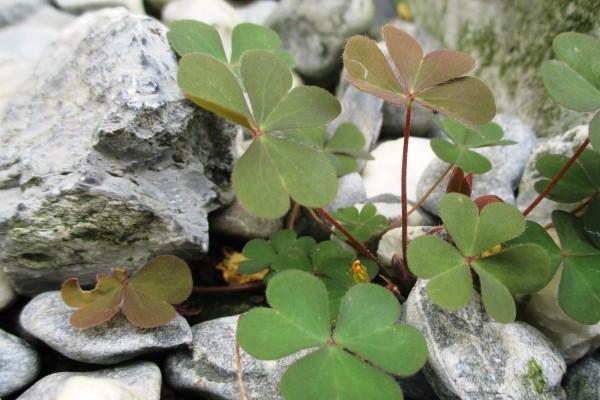 腊月出生的属羊女孩命运好不好 羊女真的命苦吗
