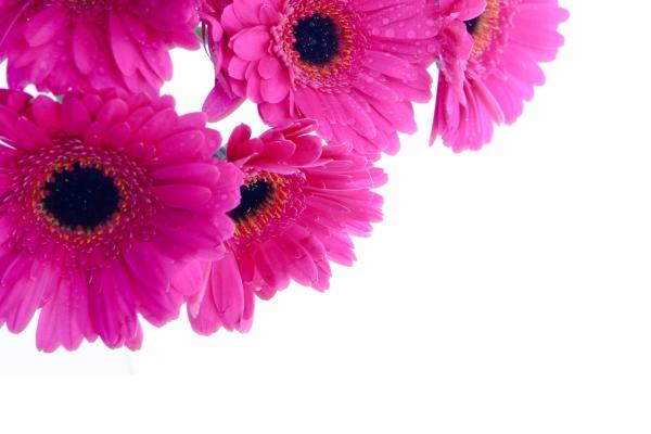 2023年天蝎女工作运怎么样旺吗 详细分析