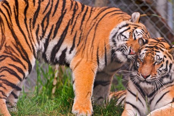 2023年流年五行查询表 属兔人的五行查询