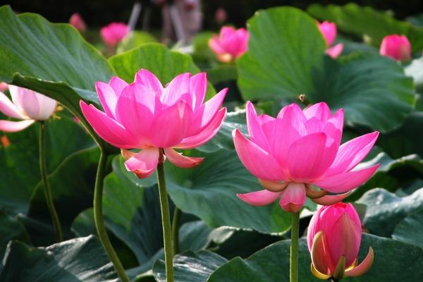 2023年春节能够求婚成功的4星座 运气超好