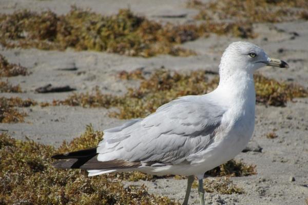 唐绮阳水瓶座2023年1月运势详解