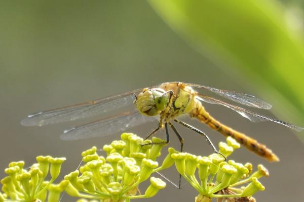 男命日坐比肩二婚就好了吗 日坐比肩男命妻子年龄