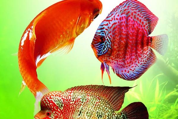 狮子座1月份运势2023年 2023年1月狮子座运势详解