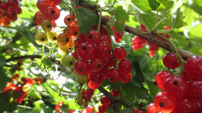 免费查询自己命格 羊刃格男命配什么命格