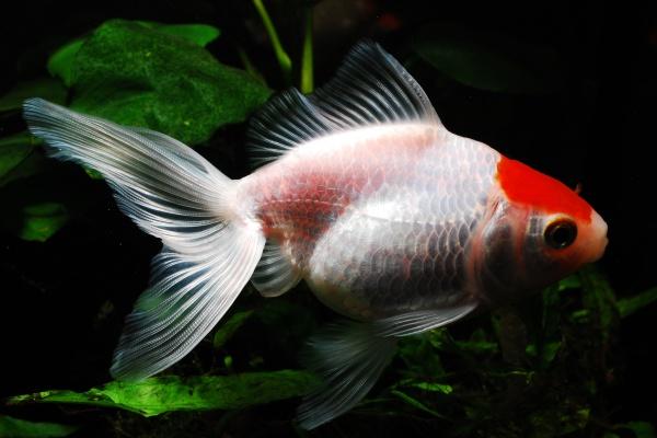 梦到朋友出嫁是凶兆还是吉兆