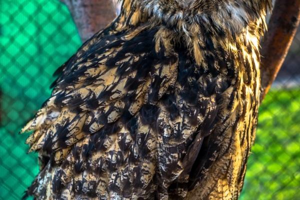 愿意一直守护白羊的星座 温柔细心的巨蟹座