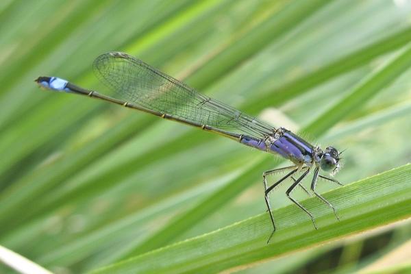 小年出生的女孩命运 2023年小年出生的女孩好吗