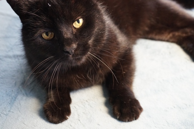 能镇住白羊男的星座 思维清晰的射手女