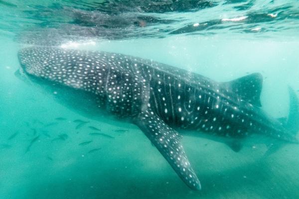 2023年金牛座最大的劫难是啥 如何化解不好的