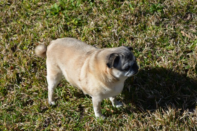 小年出生好不好 2023年小年出生的孩子好不好