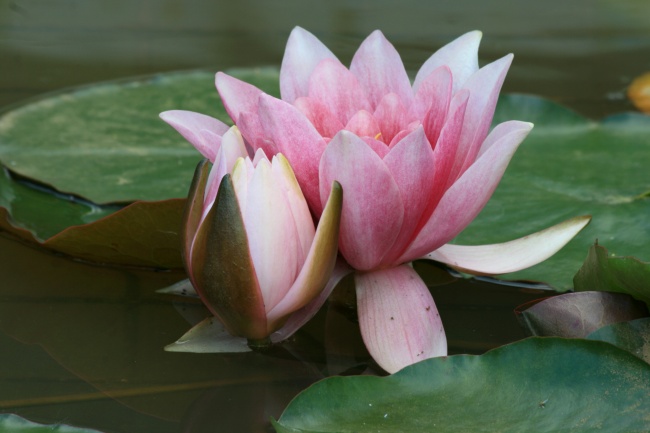 狮子座2023年4月运势解析 本月运气怎么样