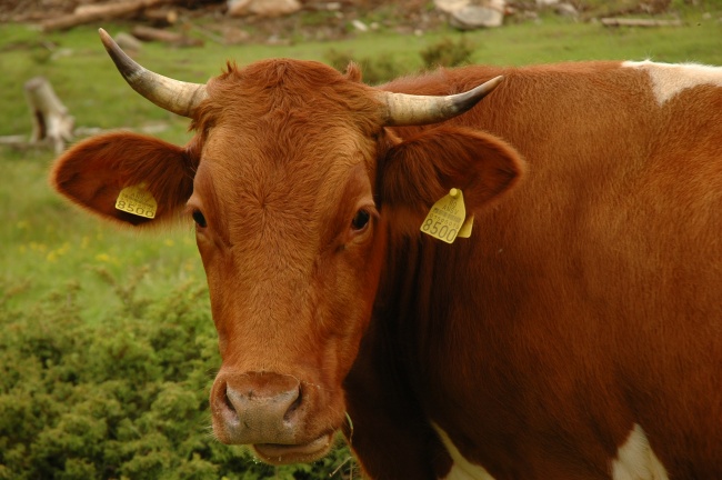 梦到召唤怎么说