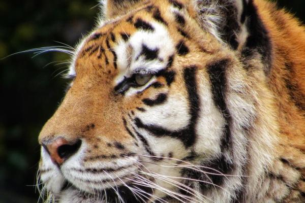 为什么说三个比肩的女人好命 一生顺遂无忧无虑