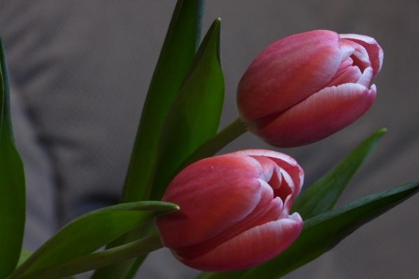 梦到了奶奶要去世什么预兆