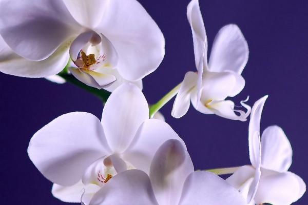 2023年1月27日宝宝出生的五行详解 本日出生木主仁则清高慷慨