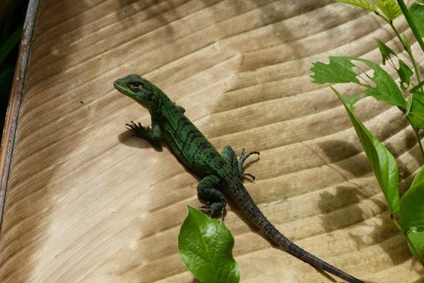 梦见撞车死人是什么征兆