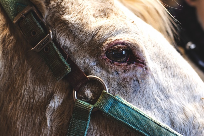 除夕生的娃是什么属相 2023年除夕出生的宝宝人生命运