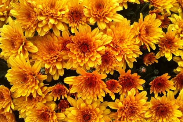 日久生情的典例!这3个对爱情特别慢热的星座