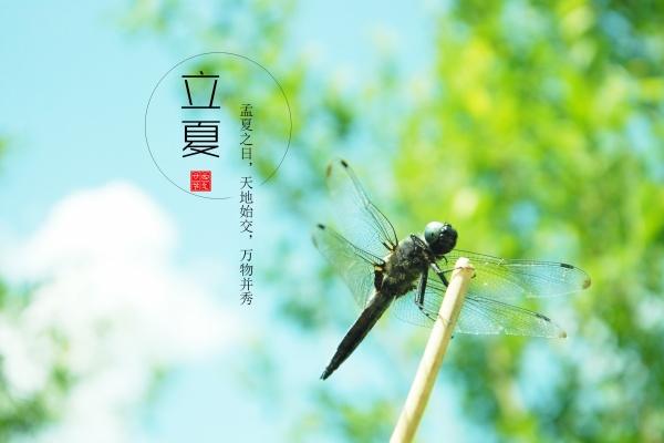 辰时出生的人命好吗