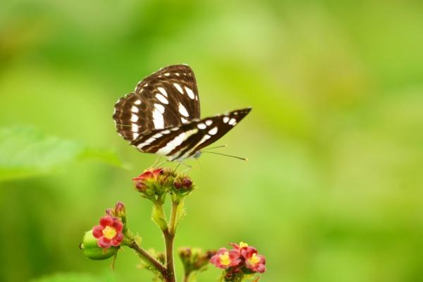 属兔金牛座女2023年运势如何 事业升职晋升有望