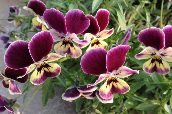 梦见雪地上走是不是好的征兆呢