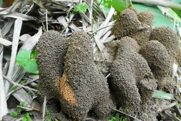 立春前打雷有什么说法 雷打春有什么兆头