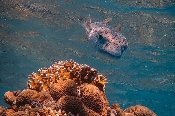 正月初九出生的男孩婚姻如何 这天出生好不好