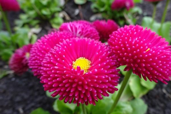 判答 双子座本周运势详解1.2-1.8