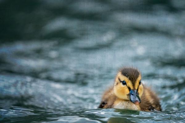 狂月天时  每日星座运势0104