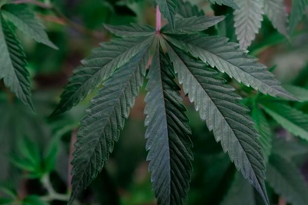 梦到自己没结婚会有什么预兆