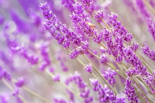 判答 金牛座本周运势详解1.2-1.8