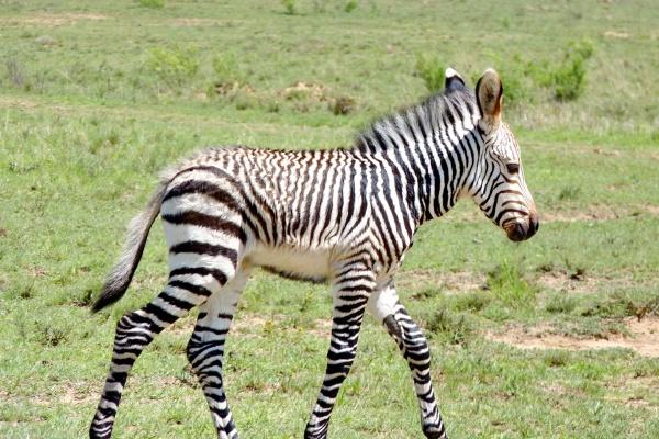 梦到了孕妇肉代表什么