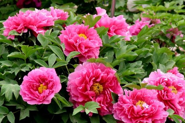 梦到自己放炮会有什么预兆