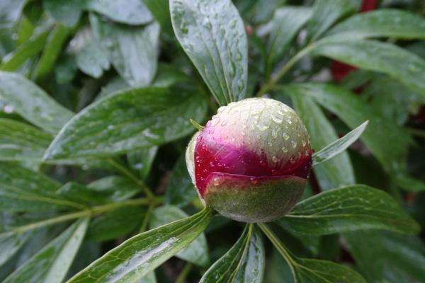 判答 白羊座本周运势详解1.2-1.8