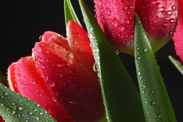 射手座的老婆是摩羯女 为啥射手男就喜欢摩羯女