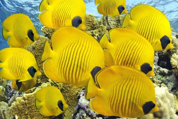 梦到了自己的朋友预示着什么