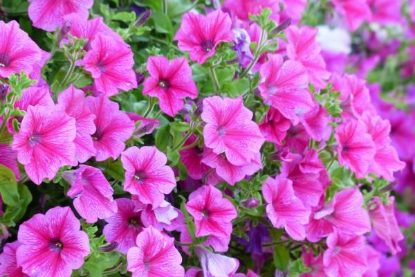 立春这天生小孩好吗 各个生肖人的命运解析