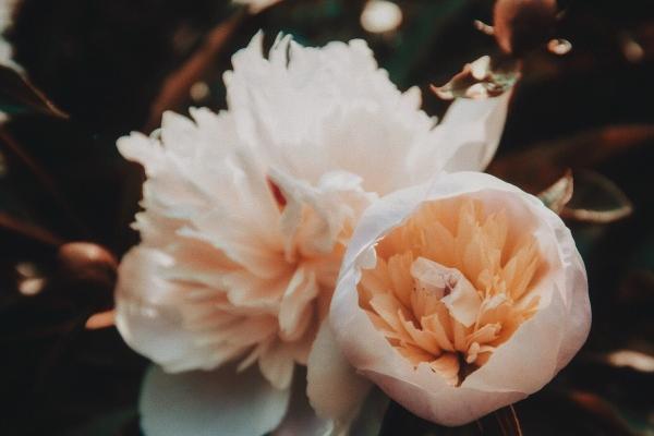 为什么双子老是喜欢天蝎 天蝎男为什么会真的爱双子女