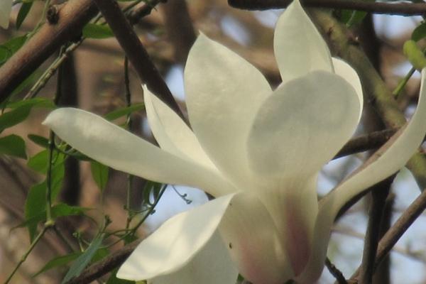 2023年元宵节贵人入门的星座 获得不断进步