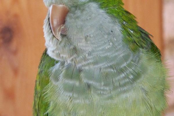 梦见舅妈家是什么预兆？