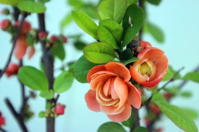 生辰八字查询:2023年农历正月二十二这天出生八字是什么