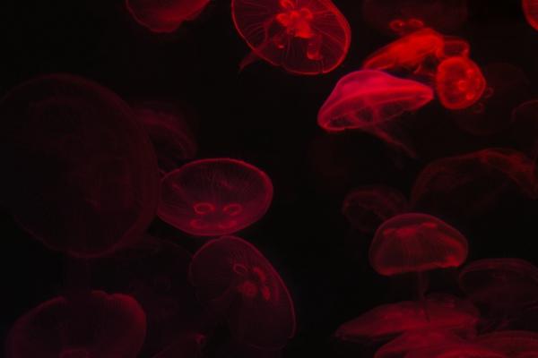 闹闹女巫  12星座今日运势0105