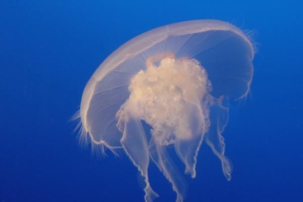 2023年天蝎座2月桃花运分析 桃花多不多？  　　