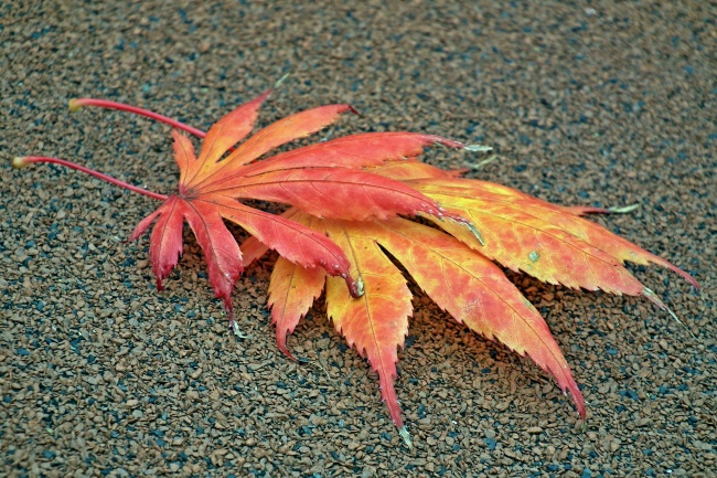 水瓶座2023年桃花运2月情况 令人意外