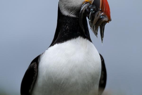 射手男一旦爱上摩羯座女 射手男为什么宠摩羯女