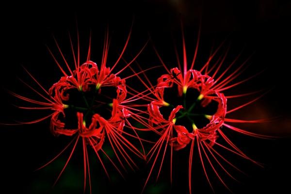 2023年1月31日开市顺不顺利 今日开业可否鹏程似锦千端称意