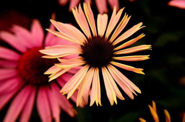 闹闹女巫 12星座今日运势0106