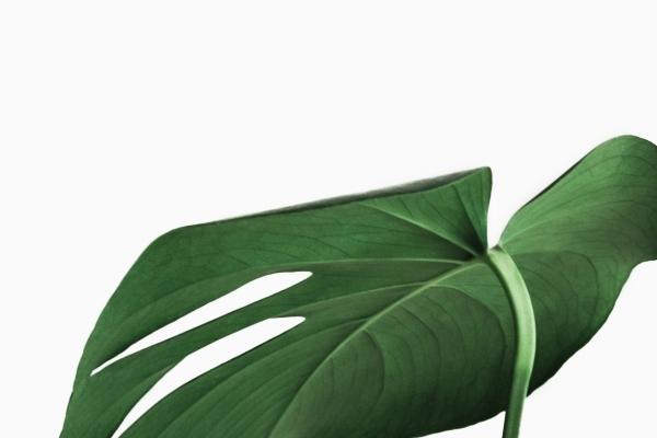 处女座2023年爱情运势分析 有什么建议吗